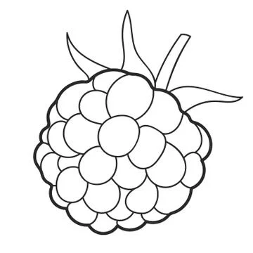 Raspberry Sketch Vector Ready For Your Design, Greeting Card Stock Illustration