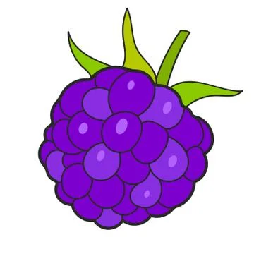 Raspberry Sketch Vector Ready For Your Design, Greeting Card イラスト素材