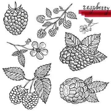 Raspberry sketches, design elements for cards, invitations, scrapbook, print Stock Illustration
