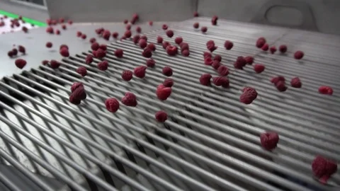 Raspberry sorting line Stock Footage 114568322
