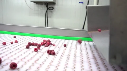 Raspberry sorting line Stock Footage 114568323