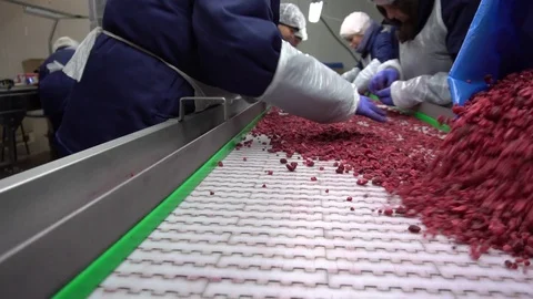 Raspberry sorting line Stock Footage 114568329