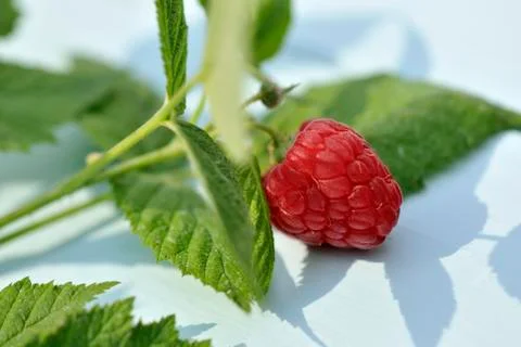 A raspberry with a sprig and leaves Stock Photos
