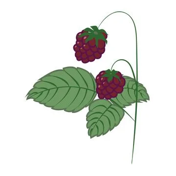 Raspberry sprig with ripe berries and green leaves in cartoon style. Vector i Stock Illustration