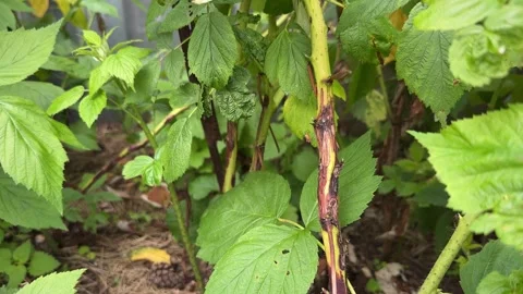 Raspberry spur blight Stock Footage 247695918