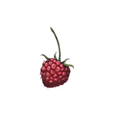 Raspberry with stem hand drawn vector, farm natural pink berry sketch, juicy Stock Illustration