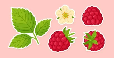 Raspberry sticker set with berries, leaves and flower. Hand drawn trendy fl.. Stock Illustration