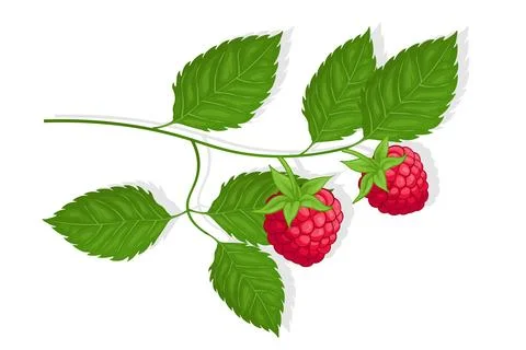 Raspberry sweet fruit illustration for web isolated on white background Stock Illustration