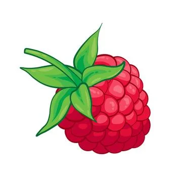 Raspberry sweet fruit illustration for web isolated on white background Stock Illustration