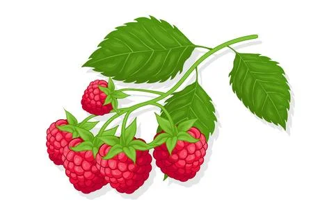 Raspberry sweet fruit illustration for web isolated on white background Stock Illustration