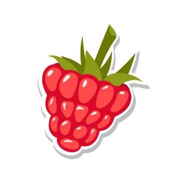 Raspberry. Sweet fruit. Isolated berries on white background. Vector Stock Illustration
