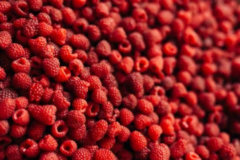 Raspberry texture in a drawer. Background of a lot of fresh berries. 스톡 사진