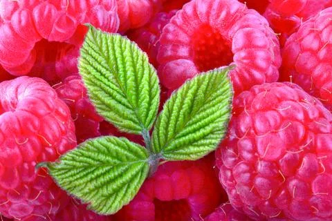 Raspberry texture Stock Photos