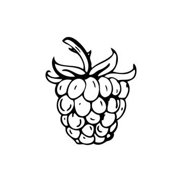 Raspberry thin black lines on a white background - Vector Stockillustratie