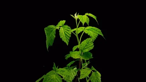 Raspberry timelapse green  Stock Footage 84891055
