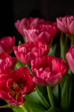 Raspberry tulips Stock Photos