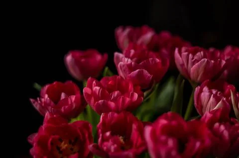 Raspberry tulips Stock Photos