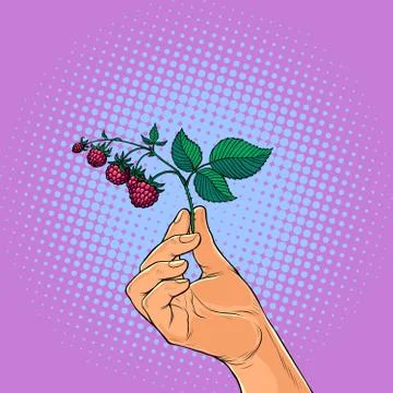 Raspberry twig in hand. wild berry picking Stock Illustration