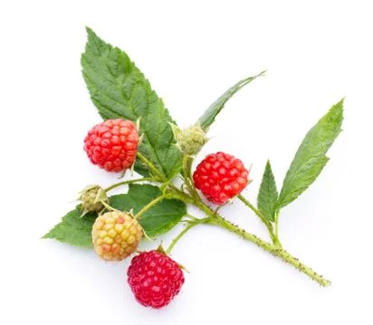 Raspberry twig on white Stock Photos