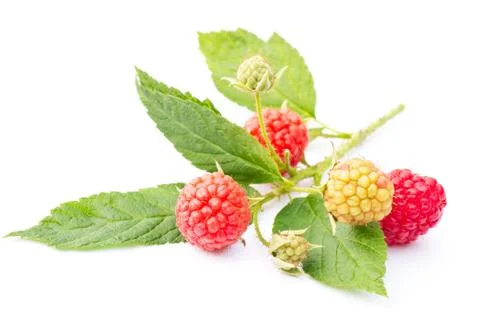 Raspberry twig on white Stock Photos