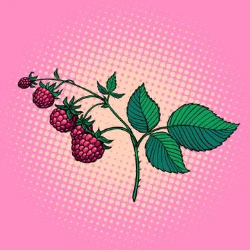 Raspberry twig. wild berry Stock Illustration