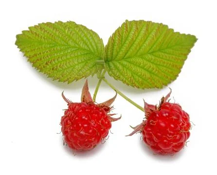 Raspberry two berry leaves isolated on white background Stock-Fotos