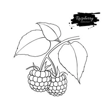 Raspberry vector drawing. Isolated berry branch sketch on white Stock Illustration