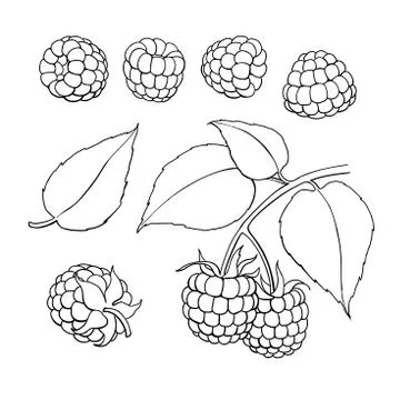 Raspberry vector drawing. Isolated berry branch sketch on white Stock Illustration
