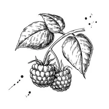 Raspberry vector drawing. Isolated berry branch sketch on white Stock Illustration