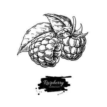 Raspberry vector drawing. Isolated berry branch sketch on white Stock Illustration