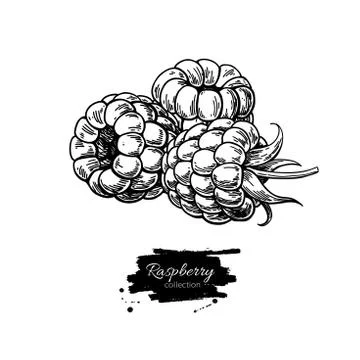 Raspberry vector drawing. Isolated berry branch sketch on white Stock Illustration