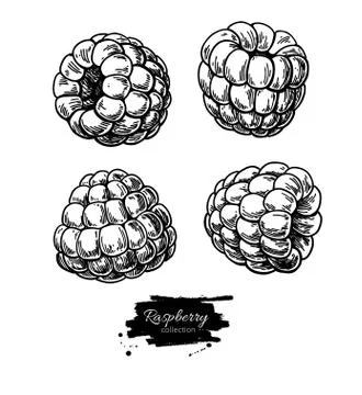Raspberry vector drawing. Isolated berry branch sketch on white Stock Illustration
