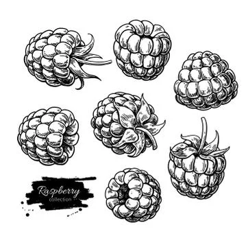Raspberry vector drawing. Isolated berry branch sketch on white Stock Illustration