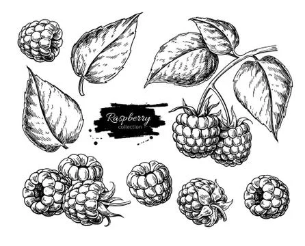 Raspberry vector drawing. Isolated berry branch sketch on white Stock Illustration