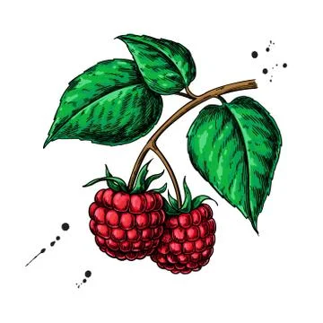 Raspberry vector drawing. Isolated berry branch sketch on white Stock Illustration
