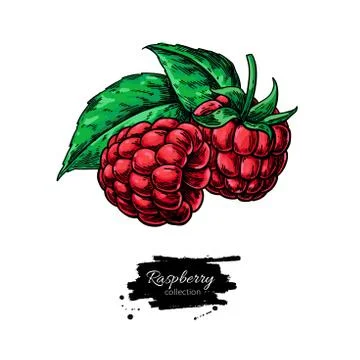 Raspberry vector drawing. Isolated berry branch sketch Stock Illustration