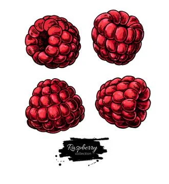 Raspberry vector drawing. Isolated berry sketch on white backgro Stock Illustration