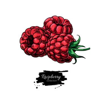 Raspberry vector drawing. Isolated berry group sketch on white b Stock Illustration