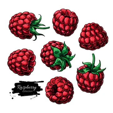 Raspberry vector drawing. Isolated berry sketch on white backgro Stock Illustration
