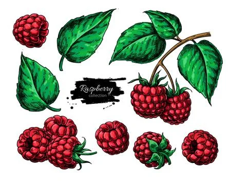 Raspberry vector drawing. Isolated berry branch sketch Stock Illustration