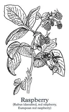 Raspberry. Vector hand drawn plant. Vintage medicinal plant sketch. Stock Illustration