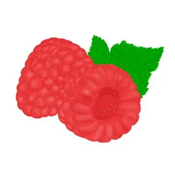 Raspberry in vector Stock Illustration