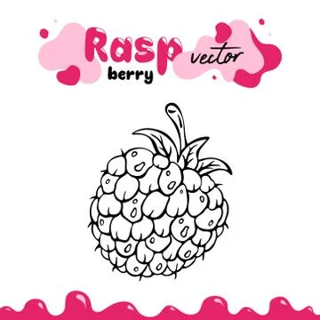 Raspberry vector illustration, berry clipart. Raspberry vector illustration for Stock Illustration