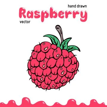 Raspberry vector illustration, berry clipart. Cartoon raspberry vector illust Stock Illustration
