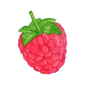Raspberry vector illustration Stock Illustration