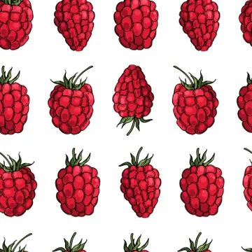  Raspberry .  Vector  pattern Stock Illustration
