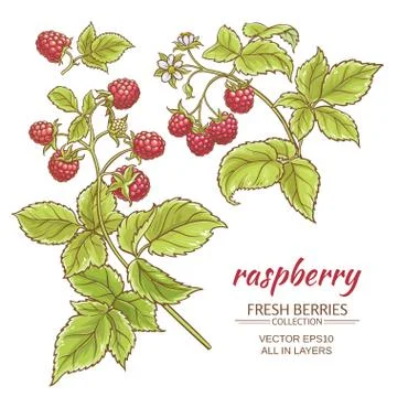 Raspberry vector set Illustrazione stock