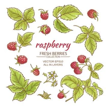 Raspberry vector set Stock Illustration