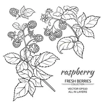 Raspberry vector set Stock Illustration