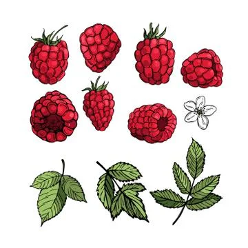 Raspberry.  Vector sketch illustration Stock Illustration